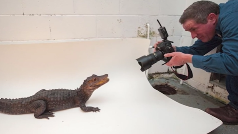 17,000 Species And Counting: One Photographer's Epic Project