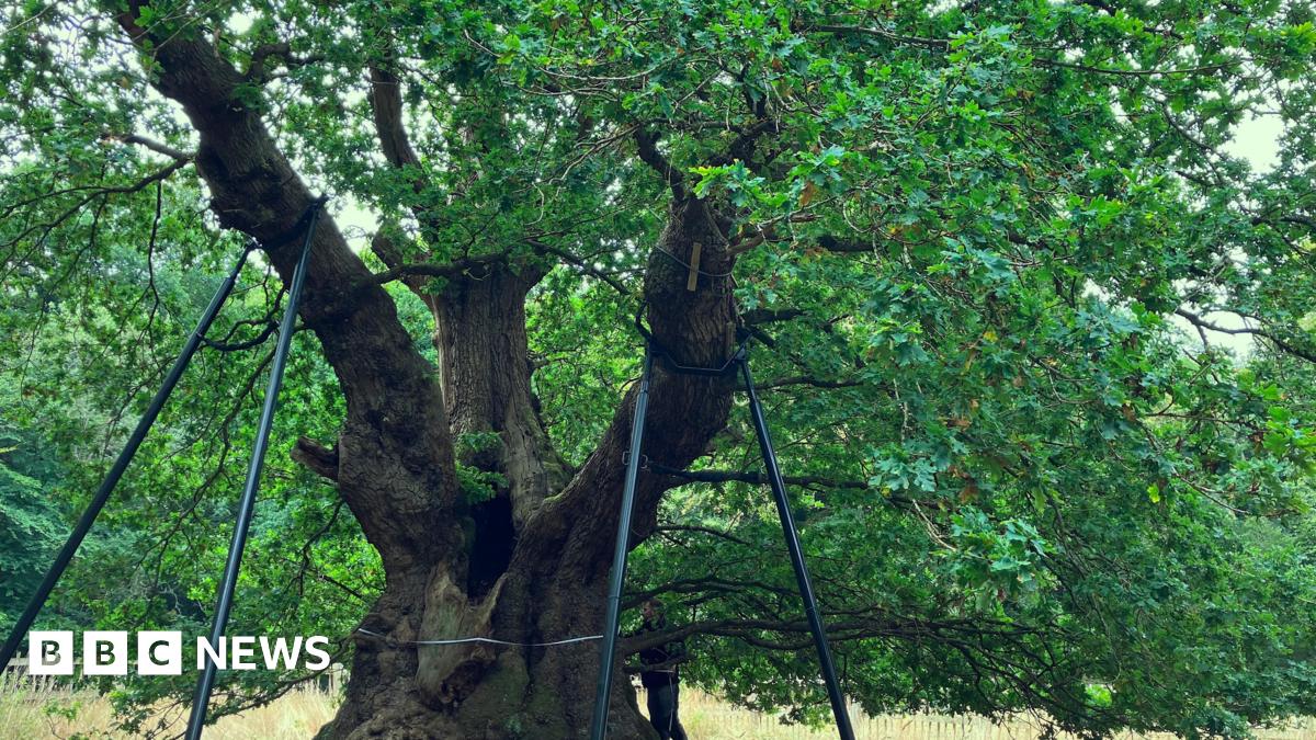 Can The 800-Year-Old Druids Oak Save Our Forests? Can The 800-Year-Old Druids Oak Save Our Forests?