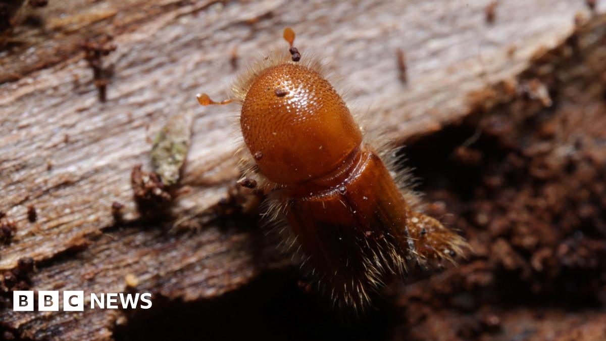 Canine And Drone Teams Combat Invasive Eight-Toothed Beetles In Forests Canine And Drone Teams Combat Invasive Eight-Toothed Beetles In Forests