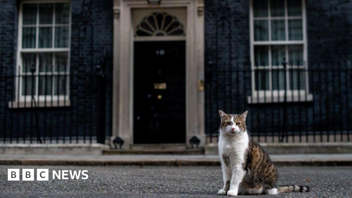 Cats Rejected As Pest Controllers In UK Parliament
