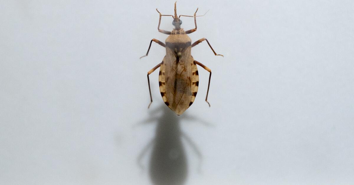 Chagas Disease Spreads:  Understanding The Risk In Southern US States