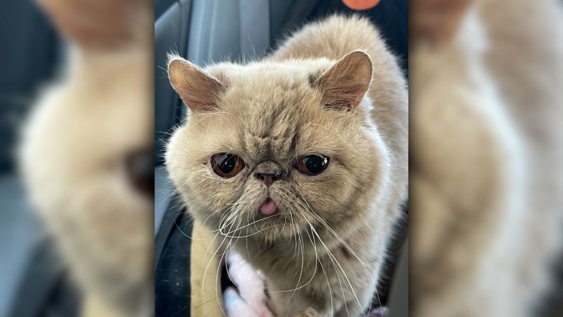 CNN Introduces Pudge: The Adorable New Mascot Taking College Football By Storm CNN Introduces Pudge: The Adorable New Mascot Taking College Football By Storm