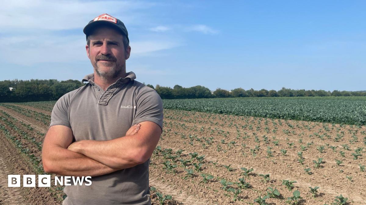 Herefordshire Farmer's Broccoli Crop Devastated By Heatwave And Drought