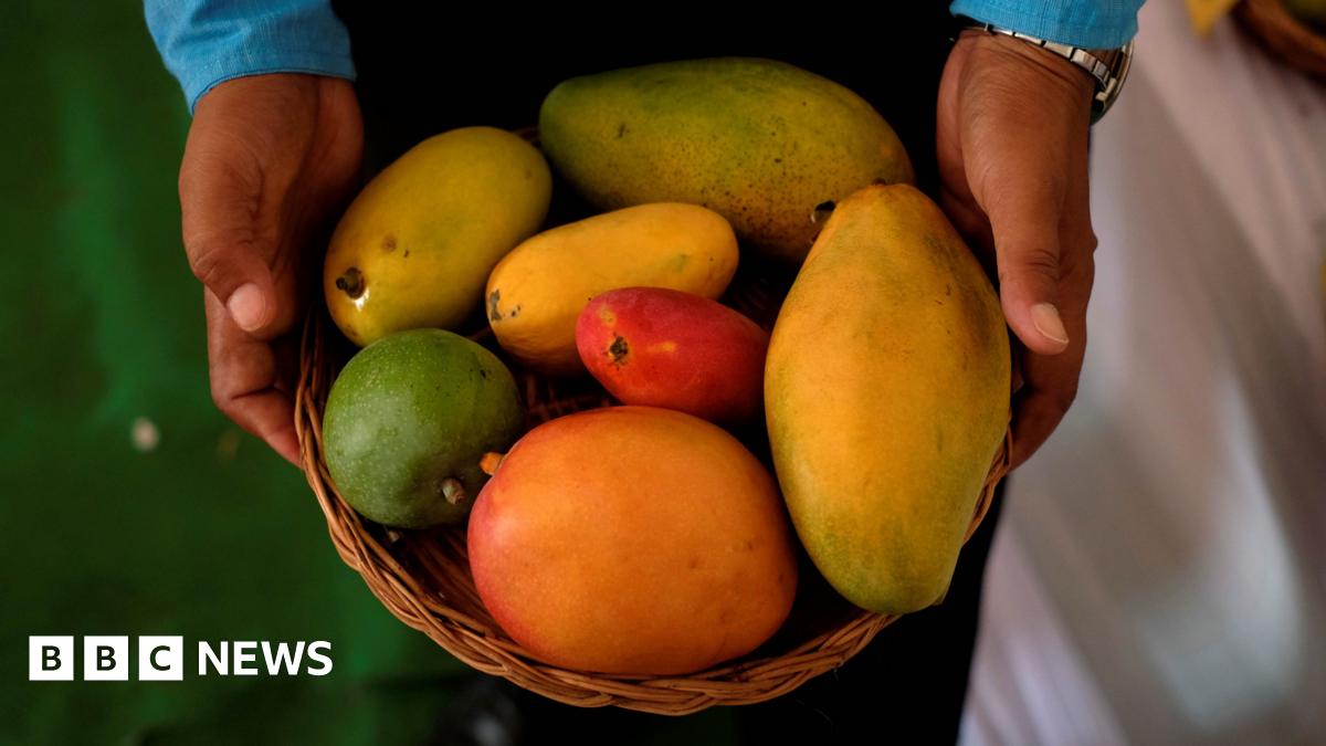 Indian Research Redefines The Relationship Between Mangoes And Blood Sugar Control Indian Research Redefines The Relationship Between Mangoes And Blood Sugar Control