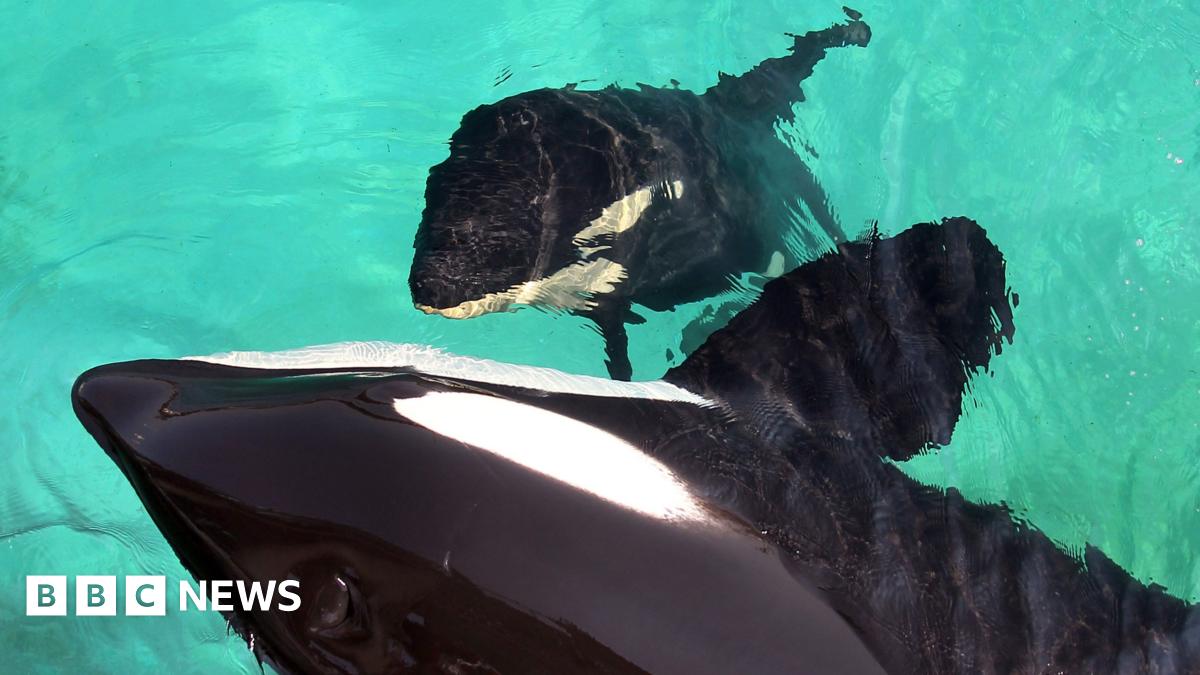 Orca Inbreeding Prevention: Marineland's Methods Under Scrutiny