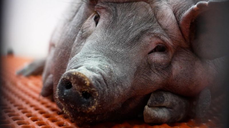 Pig Kidney Transplants Move Closer To Reality: Human Trials Begin Pig Kidney Transplants Move Closer To Reality: Human Trials Begin