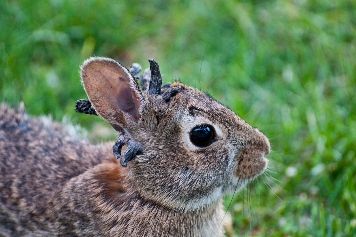 Recent Research On Rabbits And Their Unusual Horn Growth