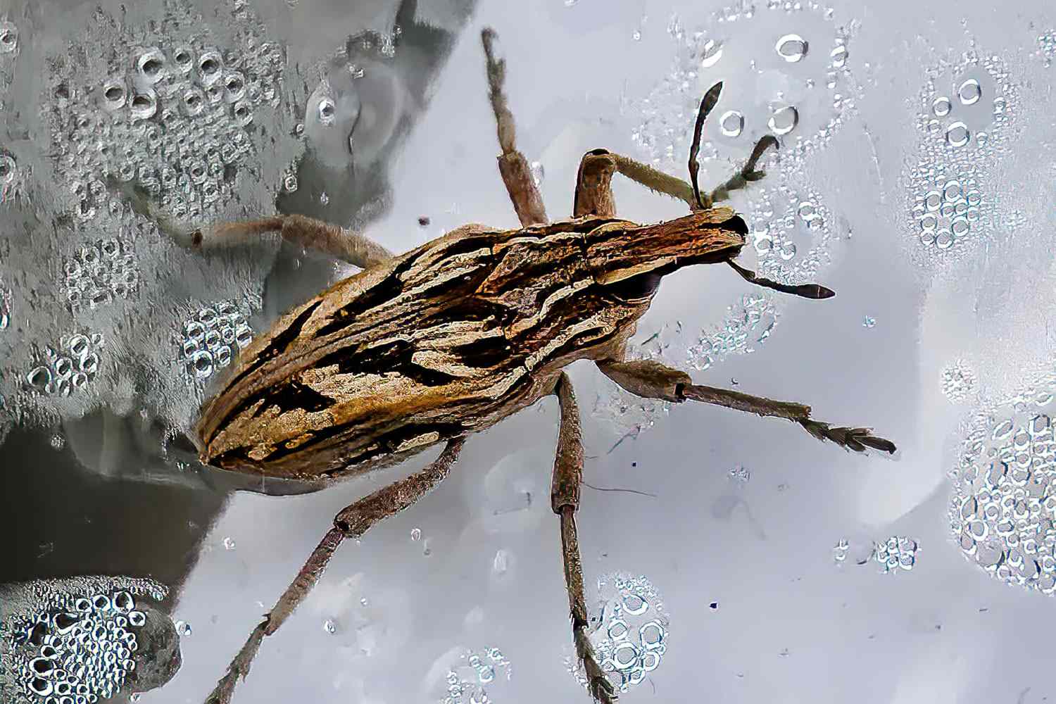 The Spread Of Chagas Disease In The United States: A State-by-State Look The Spread Of Chagas Disease In The United States: A State-by-State Look
