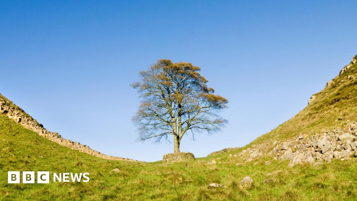 Tree Ring Analysis Pinpoints Sycamore Gap Tree's Age Range Tree Ring Analysis Pinpoints Sycamore Gap Tree's Age Range